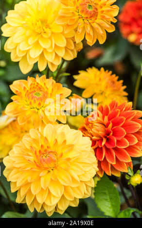 Gelb und Orange gefärbt Dahlien Stockfoto