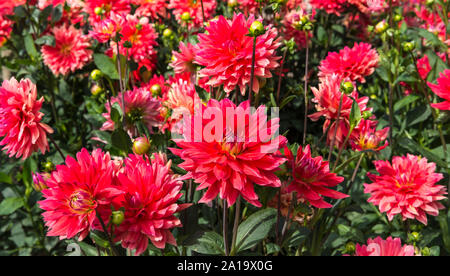 rote Dahlien-Blumen Stockfoto