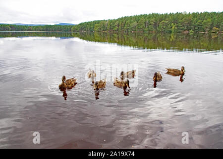 Gruppe der Stockenten (Anas Platyrhynchos) Schwimmen auf Loch Garten, Nethy Bridge, Cairngorms National Park, Schottland Stockfoto