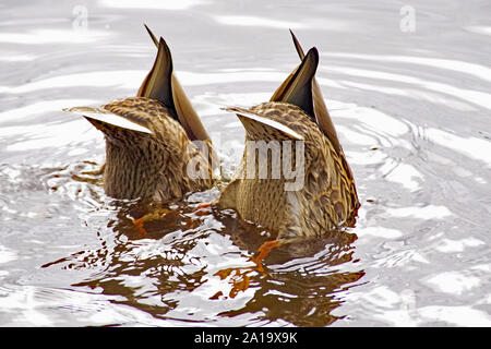 Dunking Fütterung Stockenten (Anas platyrhynchos) mit Zigarettenkippen in der Luft auf Loch Garten, Nethy Bridge, Cairngorms National Park Stockfoto