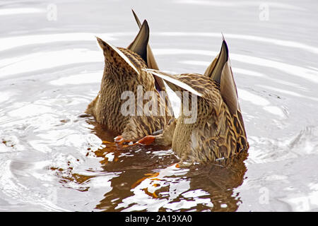 Dunking Fütterung Stockenten (Anas platyrhynchos) mit Zigarettenkippen in der Luft auf Loch Garten, Nethy Bridge, Cairngorms National Park Stockfoto