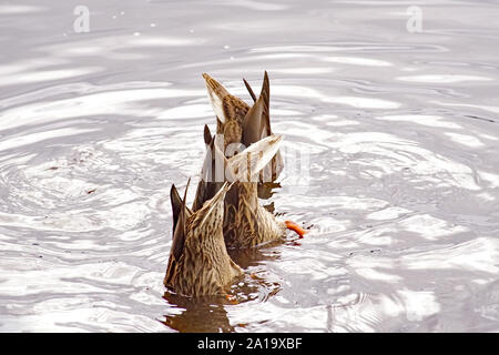 Dunking Fütterung Stockenten (Anas platyrhynchos) mit Zigarettenkippen in der Luft auf Loch Garten, Nethy Bridge, Cairngorms National Park Stockfoto