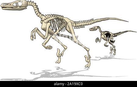 Dino skelet, Illustration, Vektor auf weißem Hintergrund. Stock Vektor