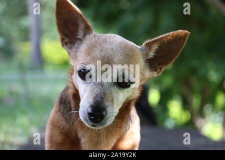 Kleinen niedlichen Hund suchen Kamera Stockfoto