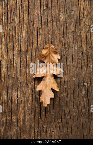 Herbst flach mit Blättern Stockfoto