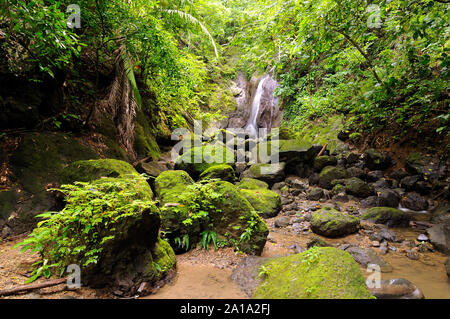 Wild Darien Dschungel in der Nähe von Kolumbien und Panama. Mittelamerika. Stockfoto