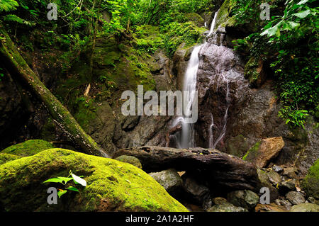 Wild Darien Dschungel in der Nähe von Kolumbien und Panama. Mittelamerika. Stockfoto