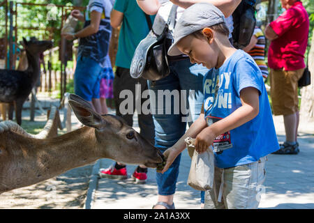 Junge Kind Hand Fütterung Damwild (Dama dama) im Zoo, Györ, Ungarn Stockfoto