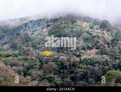 Blick auf einen Teil der Atlantica Wald von Petrópolis, mit der dichten Vegetation, Embauba und gelb Trompete Baum Stockfoto