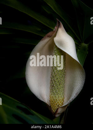 Close-up und selektiven Fokus auf die seltene flowere der Monstera deliciosa, der Schweizer Käse, zeigt eine kleine Unvollkommenheit an der Spitze, Blätter in Th Stockfoto