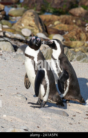 Gefährdeten afrikanischen Pinguine (Spheniscus demersus), Boulders Beach, Table Mountain Nature Reserve, Simonstown, Kapstadt, Südafrika Stockfoto