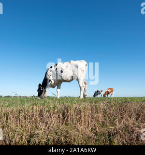 Schwarze und weiße Kalb in grünen Wiese, unter blauem Himmel in Holland Stockfoto