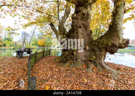 Riesige 300 Jahre alte Platane baum Platanus occidentalis auf dem Lake Shore, mit Leuten auf einer Parkbank in Peresznye, Ungarn sitzen Stockfoto