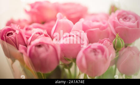 Blumenstrauß aus hellen zarten pfingstrosen Rosen in Zellophan verpackt Stockfoto