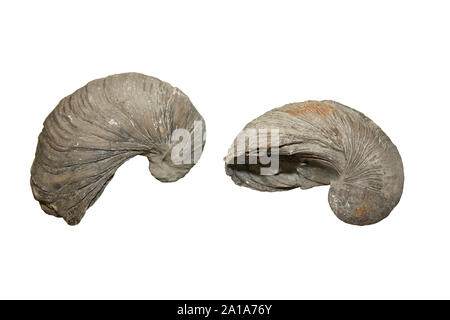 Teufel Zehennagel Fossil Gryphaea-UK Stockfoto