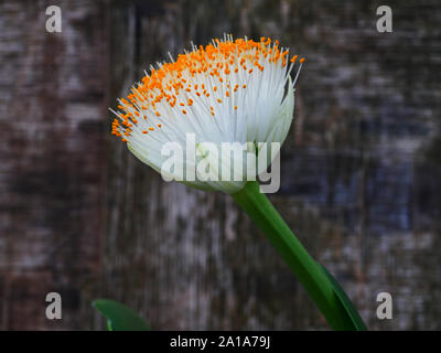 Haemanthus albiflos, Pinsel Anlage Stockfoto