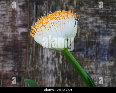 Haemanthus albiflos, Pinsel Anlage Stockfoto