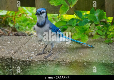 Montreal, Quebec, Kanada, September 8,2019. Blue Jay Vogel auf Zement Teiler in Montreal, Quebec, Kanada. Credit: Mario Beauregard/Alamy Nachrichten Stockfoto