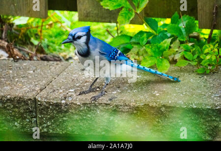 Montreal, Quebec, Kanada, September 8,2019. Blue Jay Vogel auf Zement Teiler in Montreal, Quebec, Kanada. Credit: Mario Beauregard/Alamy Nachrichten Stockfoto