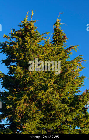Mountain hemlock an Wächter übersehen, Crater Lake National Park, den Vulkan Legacy National Scenic Byway, Oregon Stockfoto