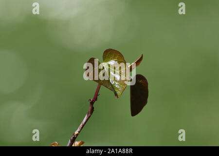 Herzförmige Blatt von einem Baum oder judus redbud Latin circis Siliquastrum von der Erbse Familie Leguminosen in Italien Blätter erscheinen nach dem Fuschia Blüte Stockfoto