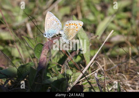 Zwei Baton blaue Schmetterlinge Paarung im Herbst Stockfoto