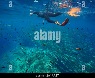 Man schnorcheln im Mittelmeer mit vielen Fischen unter Wasser, Pyrénées-orientales, Royal, Frankreich Stockfoto
