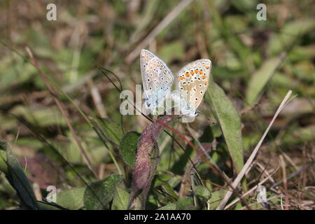 Zwei Baton blaue Schmetterlinge Paarung im Herbst Stockfoto