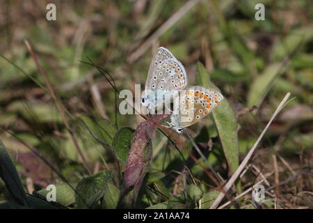 Zwei Baton blaue Schmetterlinge Paarung im Herbst Stockfoto