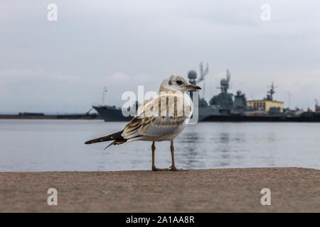 Eine Möwe steht am Ufer der Bucht vor dem Hintergrund der Kriegsschiffe Stockfoto