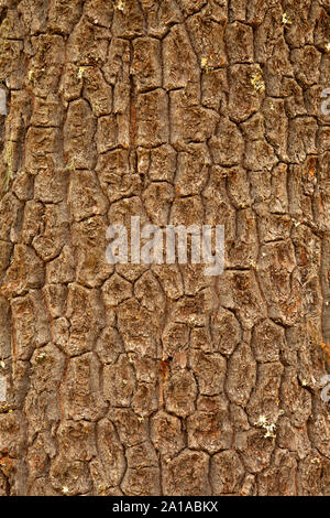 Western White Pine bark, Rogue River National Forest, Oregon Stockfoto