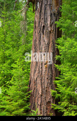 Alten Wald entlang South Fork Rogue River Trail, Rogue River National Forest, Oregon Stockfoto