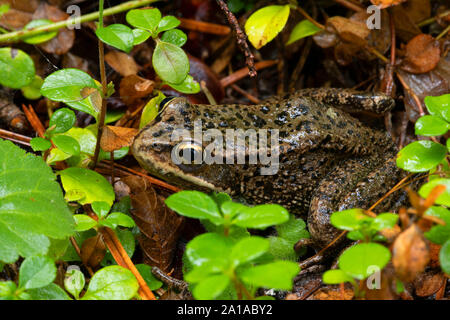 Cascades Frosch (Rana cascadae) entlang der South Fork Rogue River Trail, Rogue River National Forest, Oregon Stockfoto