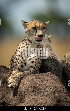 Cheetah liegt Lecken der Lippen auf termite Damm Stockfoto