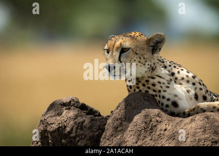 Cheetah liegt auf termite Damm zurück Stockfoto