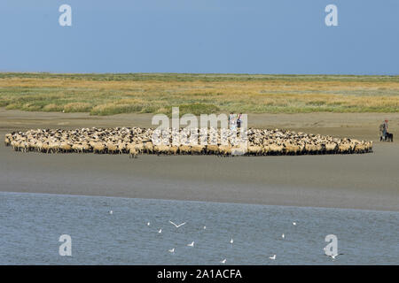 Les moutons de Près salés de la Baie de Somme, au Bord du cheal d'accès à la mer. Stockfoto