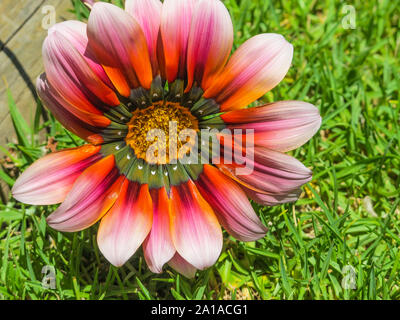 Nahaufnahme oder Makroaufnahme einer schönen bunten pink orange Gazania oder African daisy flower Kopf hängend auf Gras im Sommer in der Natur Stockfoto