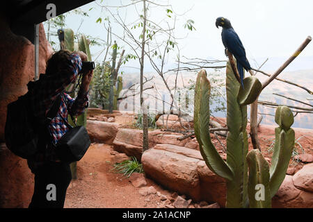 Prag, Tschechische Republik. 25 Sep, 2019. Ein Lear Ara (Anodorhynchus leari), auch Indigo macaw, befindet sich im Prager Zoo, der Tschechischen Republik, am 25. September 2019 gesehen. Quelle: Michal Kamaryt/CTK Photo/Alamy leben Nachrichten Stockfoto