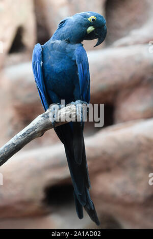 Prag, Tschechische Republik. 25 Sep, 2019. Ein Lear Ara (Anodorhynchus leari), auch Indigo macaw, befindet sich im Prager Zoo, der Tschechischen Republik, am 25. September 2019 gesehen. Quelle: Michal Kamaryt/CTK Photo/Alamy leben Nachrichten Stockfoto