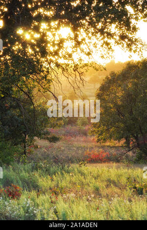 Herbst Wiese am späten Abend Sonne Stockfoto