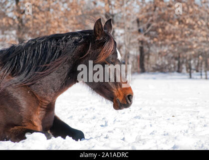 Schließen Sie herauf Bild eines dunklen Bay Horse schlafen auf Schnee im Winter Sonne Stockfoto