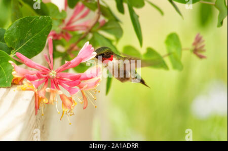 Ruby-throated hummingbird männlichen Fütterung auf tubuläre rosa Blüten der Goldflame Geißblatt im Frühsommer Stockfoto