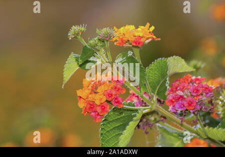 Bunte Lantana Blüten im Sonnenschein Stockfoto