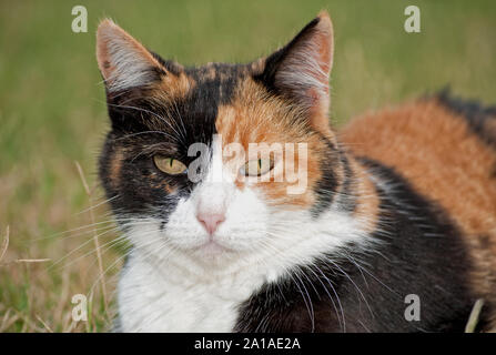 Nahaufnahme einer Calico Cat mit unterschiedlichen Farbe Gesicht Hälften Stockfoto