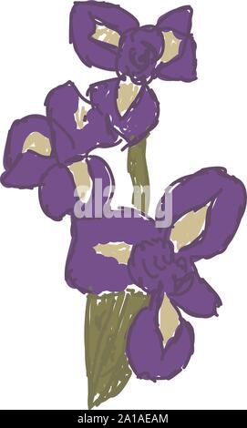 Purple Iris, Illustration, Vektor auf weißem Hintergrund. Stock Vektor