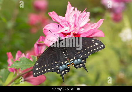 Östlichen Schwalbenschwanz Schmetterling ruht auf einem tief rosa Rose von Sharon Blume im Sommer Garten Stockfoto