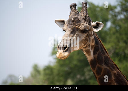 Porträt eines alten Giraffe Stockfoto