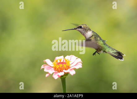 Junge männliche Hummingbird schwebt über einem rosa Zinnia Blume im sonnigen Sommer Garten Stockfoto