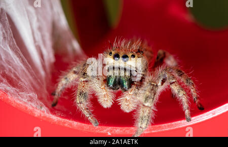 Schönen erwachsenen weiblichen Phidippus clarus jumping Spider neben Ihr silken Nest mit ihren Babys geschützt, auf einem roten Regenmesser Stockfoto