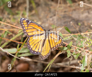 Viceroy Schmetterling Eier an der Spitze des Blattes auf einer kleinen Weide Stockfoto